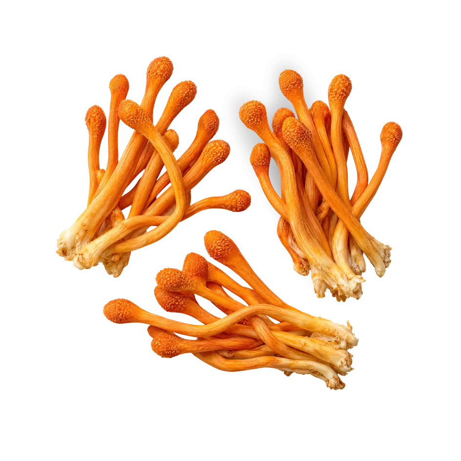 Oranžové plodnice Cordyceps na modrom pozadí